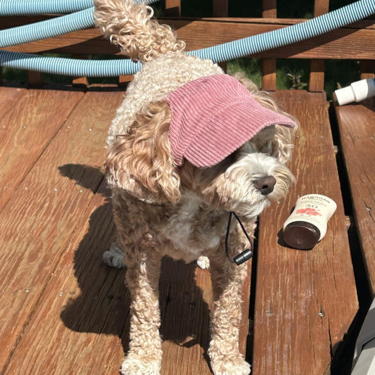 PupCap Dog Corduroy Outdoor Cap