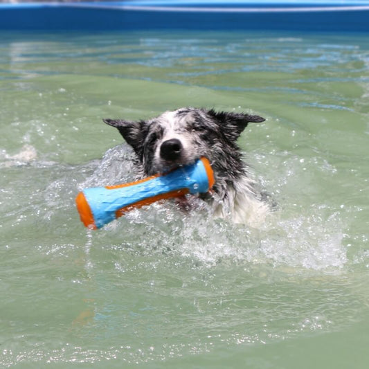Floating Outdoor Dog Chew Toy | Interactive Waterproof TPR Stick & Ring