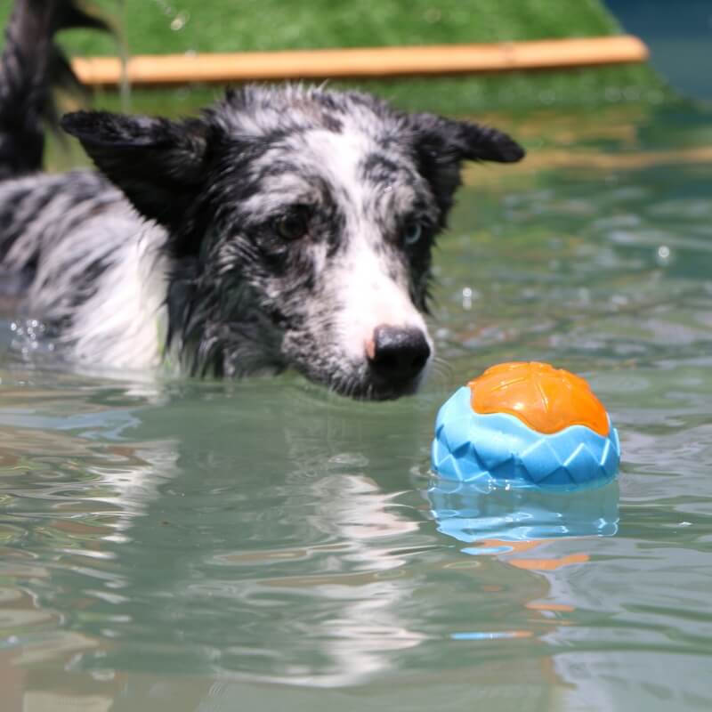 Floating Outdoor Dog Chew Toy | Interactive Waterproof TPR Stick & Ring